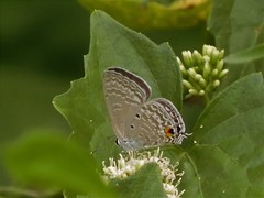Catochrysops panormus exiguus