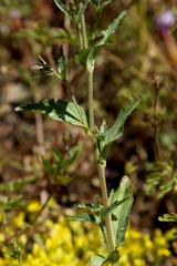 Epilobium collinum