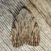 Three-lined Balsa Moth - Photo (c) Fyn Kynd, some rights reserved (CC BY)