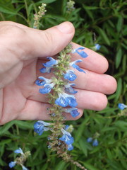 Salvia uliginosa