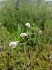 Eriophorum gracile