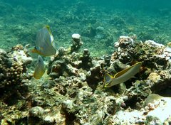 Chaetodon xanthocephalus