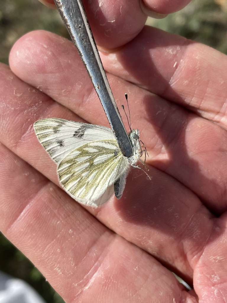Western White from Walsenburg, CO, US on June 11, 2021 at 0509 PM by