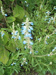 Salvia uliginosa