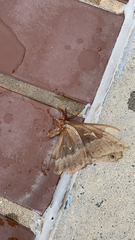 Callosamia angulifera