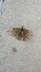 Callosamia angulifera