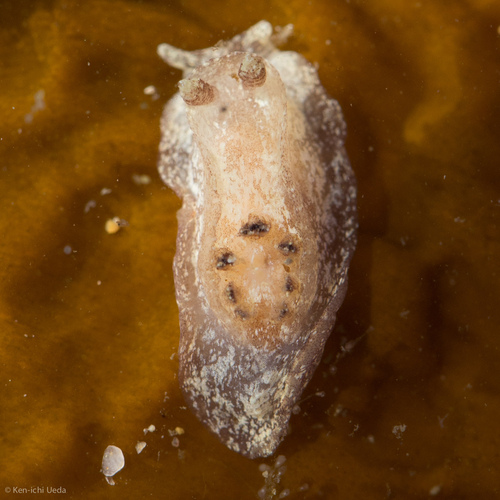 Pelagella meracula