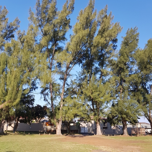Ein weiteres Foto von Coastal she oak