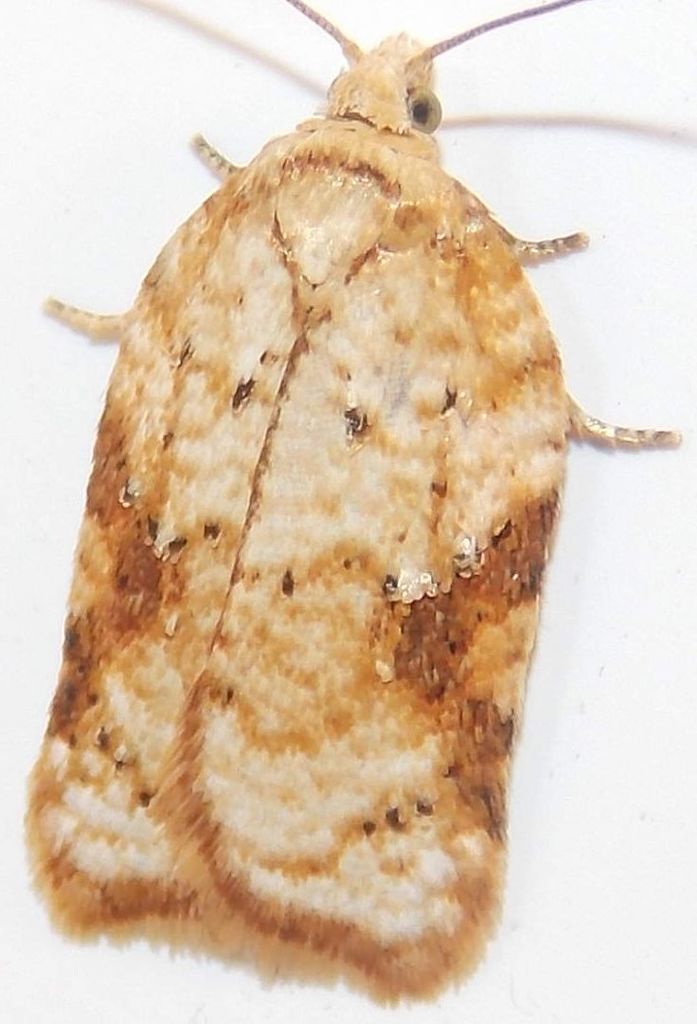 Half-ringed Acleris Moth