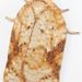 Half-ringed Acleris Moth - Photo (c) Fyn Kynd, some rights reserved (CC BY)