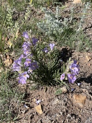 Penstemon auriberbis