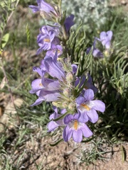 Penstemon auriberbis