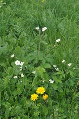 Ranunculus aconitifolius