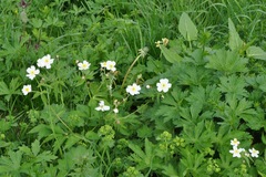 Ranunculus aconitifolius