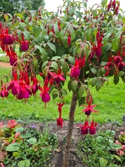 Fuchsia