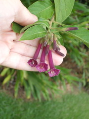 Iochroma cyaneum