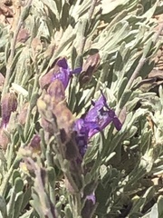 Penstemon californicus