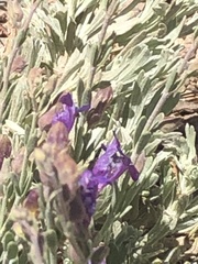 Penstemon californicus