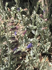 Penstemon californicus