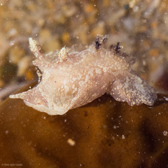 Goniodoris meracula