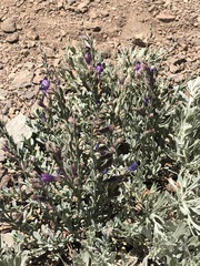 Penstemon californicus