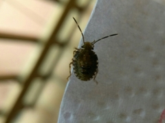 Pentatomidae