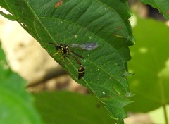 Eustenogaster micans