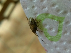Pentatomidae