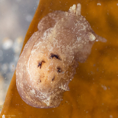 Goniodoris meracula
