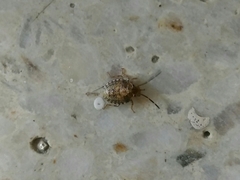 Pentatomidae