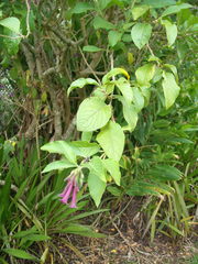 Iochroma cyaneum
