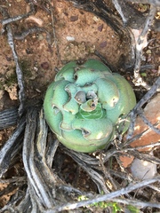 Crassula hemisphaerica