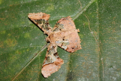Krananda semihyalina