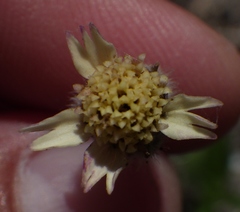 Tridax procumbens image