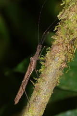 Pseudophasma unicolor