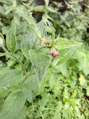 Symphytum officinale