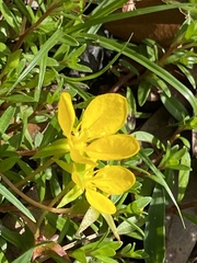 Ludwigia arcuata