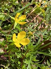Ludwigia arcuata