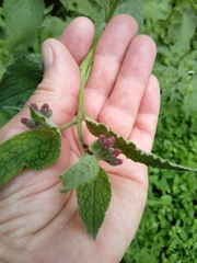 Symphytum officinale