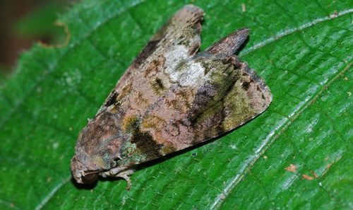 Corythurus