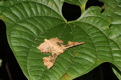 Krananda semihyalina