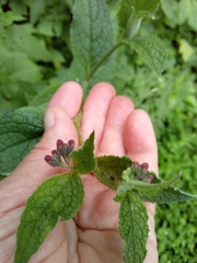 Symphytum officinale