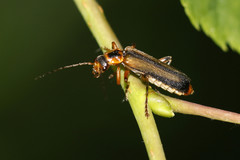 Metacantharis discoidea