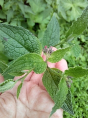 Symphytum officinale