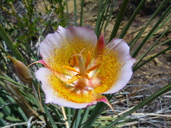 Calochortus plummerae