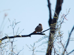 Tarphonomus certhioides
