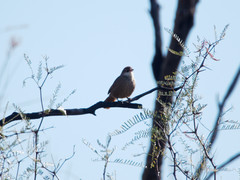 Tarphonomus certhioides