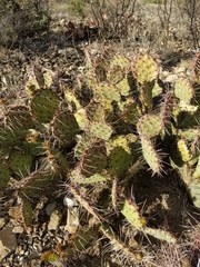 Opuntia azurea diplopurpurea