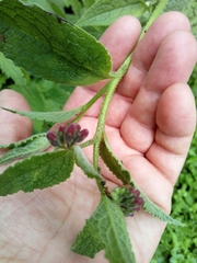 Symphytum officinale