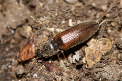 Dendrometrini